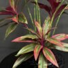 vx-9998(2) Artificial Cordyline on Honeycomb Vessel