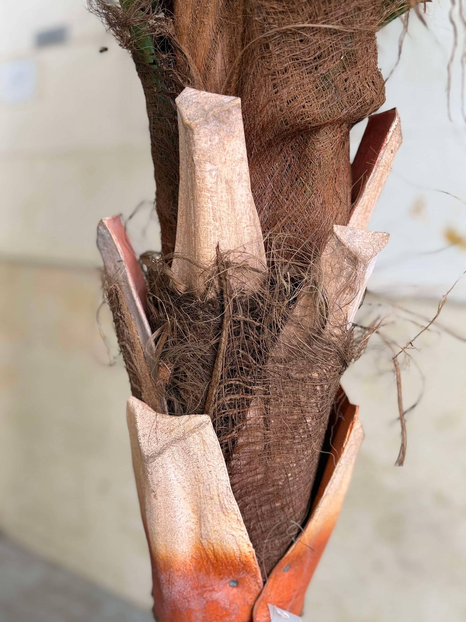88-3-280-1 COCO PALM TREE branch