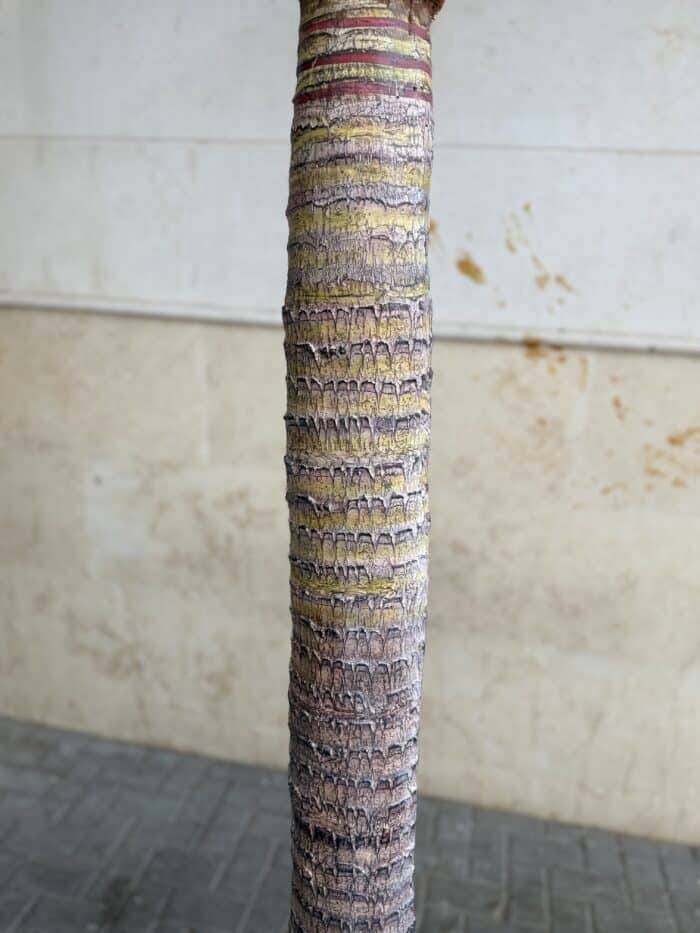 320 CM Artificial Coco Palm Tree – 88-3-320