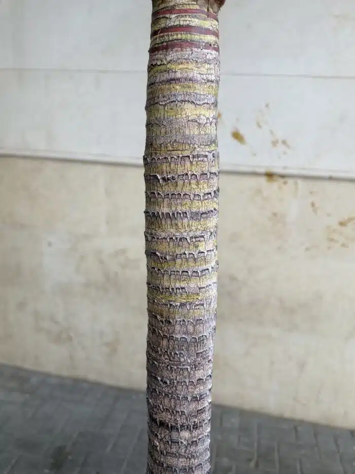 320 CM Artificial Coco Palm Tree – 88-3-320