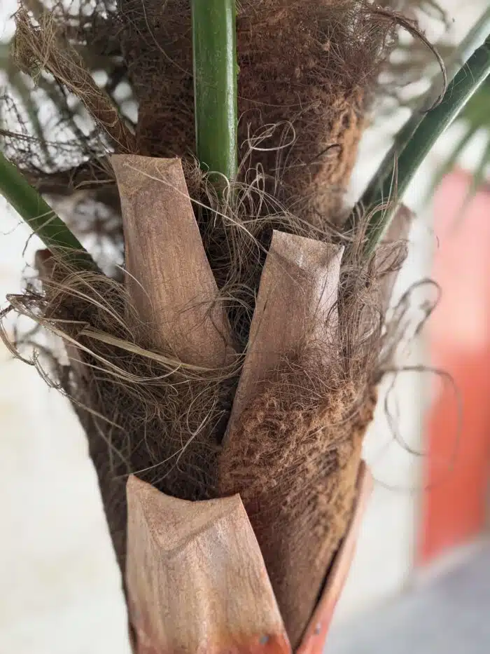 280 CM Artificial Coco Palm Tree – 88-4-280