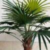 88-4-280 280 CM Premium Artificial Coco Palm Tree