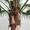 310 CM Premium Artificial Coco Palm Tree