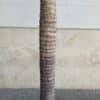 310 CM Premium Artificial Coco Palm Tree