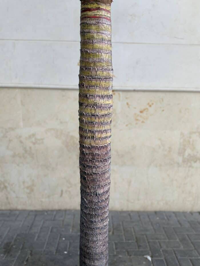 310 CM Artificial Coco Palm Tree – 88-4-310