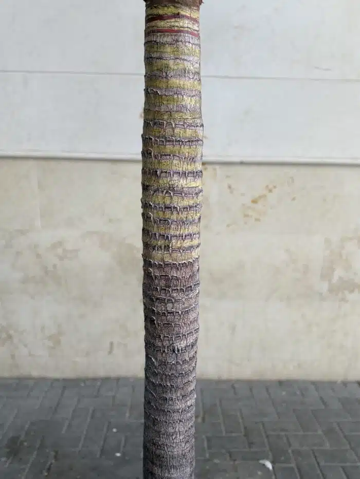 310 CM Artificial Coco Palm Tree – 88-4-310