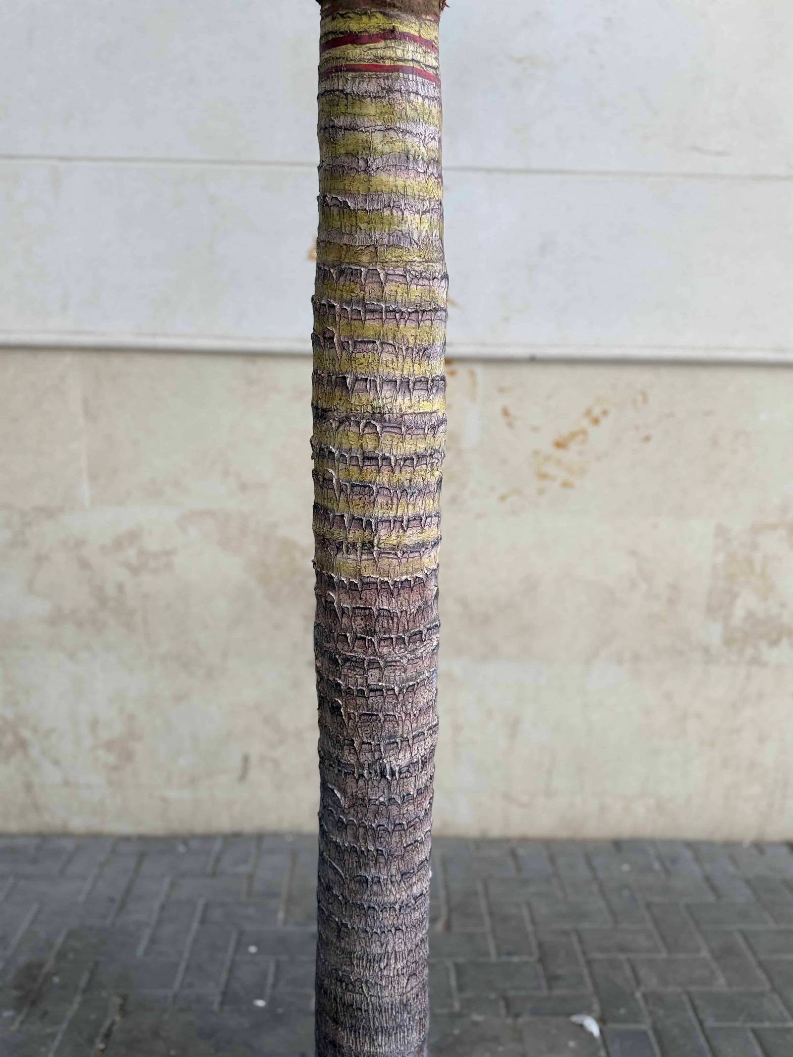310 CM Premium Artificial Coco Palm Tree