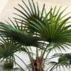 310 CM Premium Artificial Coco Palm Tree