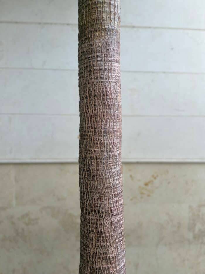 450 CM Artificial Coco Palm Tree – 88-450