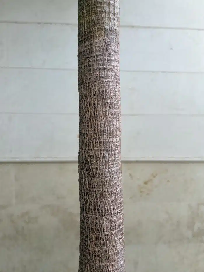 450 CM Artificial Coco Palm Tree – 88-450