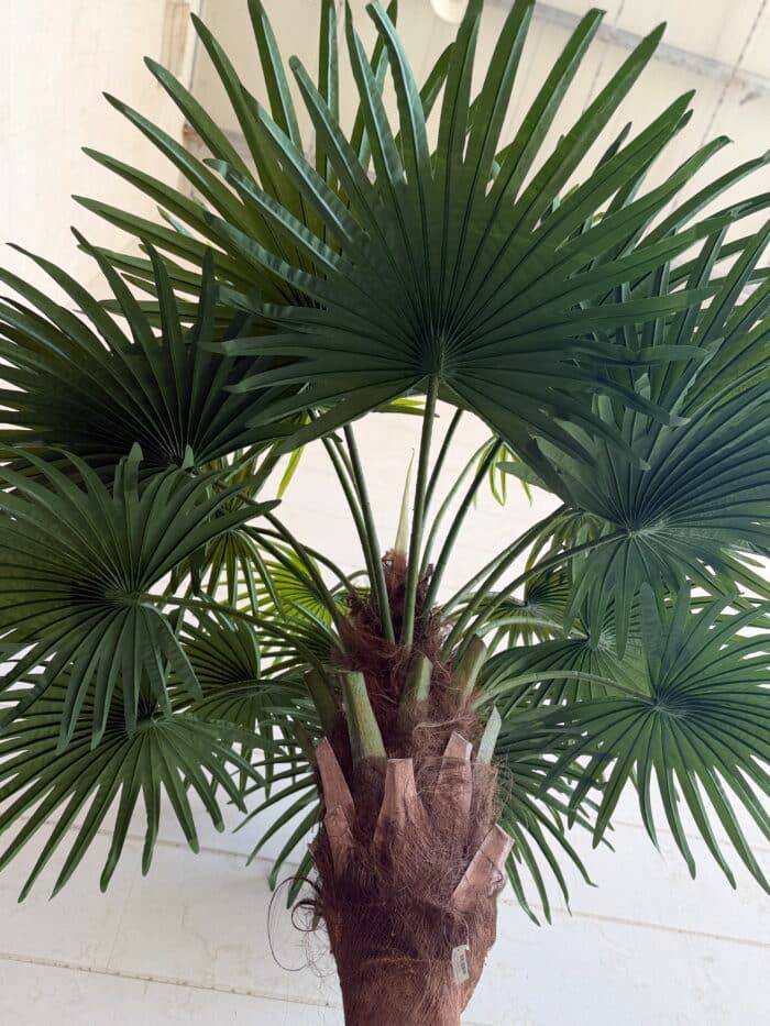 450 CM Artificial Coco Palm Tree – 88-450
