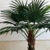 88-5-280-1 280 CM Artificial Coco Palm Tree
