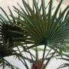 310 CM Artificial Coco Palm Tree
