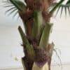 310 CM Artificial Coco Palm Tree