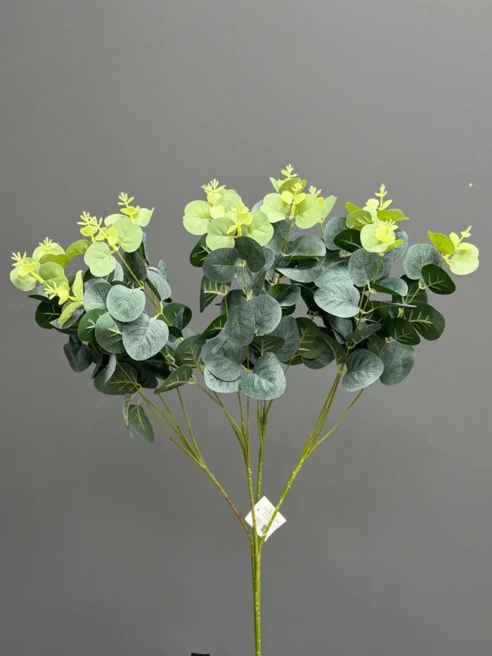 Eucalyptus - 1020-26