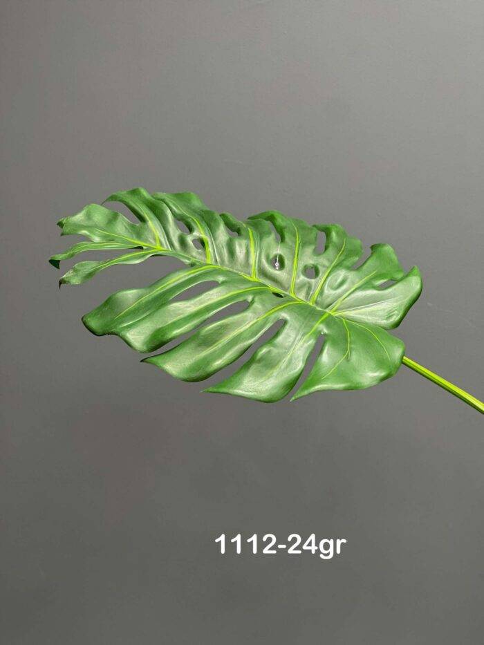 Monstera - 1112-24gr