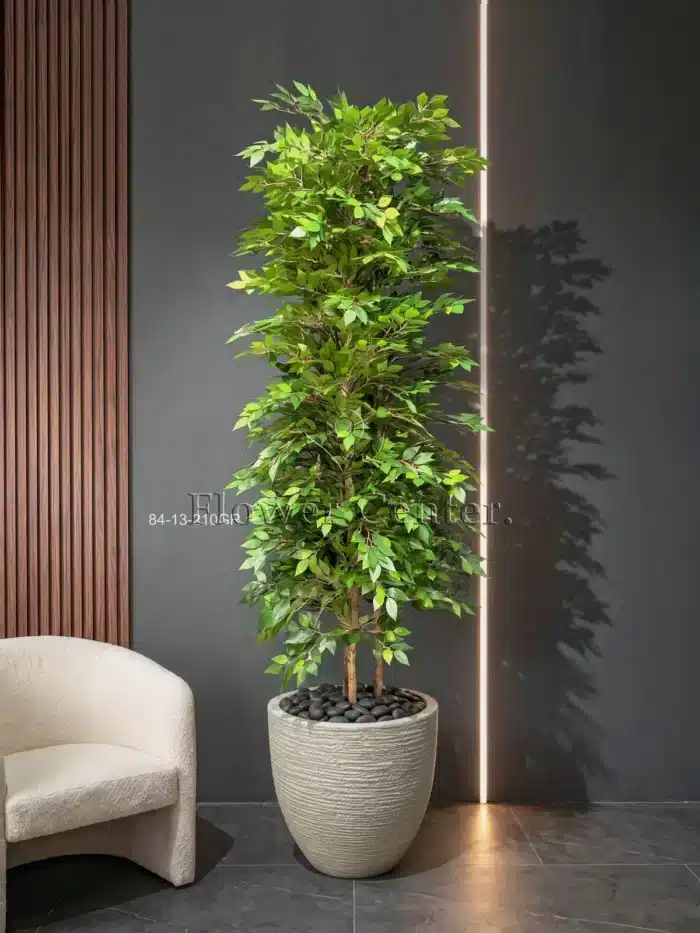 Artificial Ficus Tree 210 cm – Green Benjamina Leaves