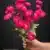 MA1212-384 Fuchsia