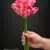 MA1437-15 Fuchsia