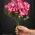 MA1692-4 Fuchsia