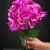 MA1740-34 Purple Fuchsia