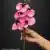 MA2524-52 White Light Fuchsia