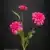 MA6690 Fuchsia