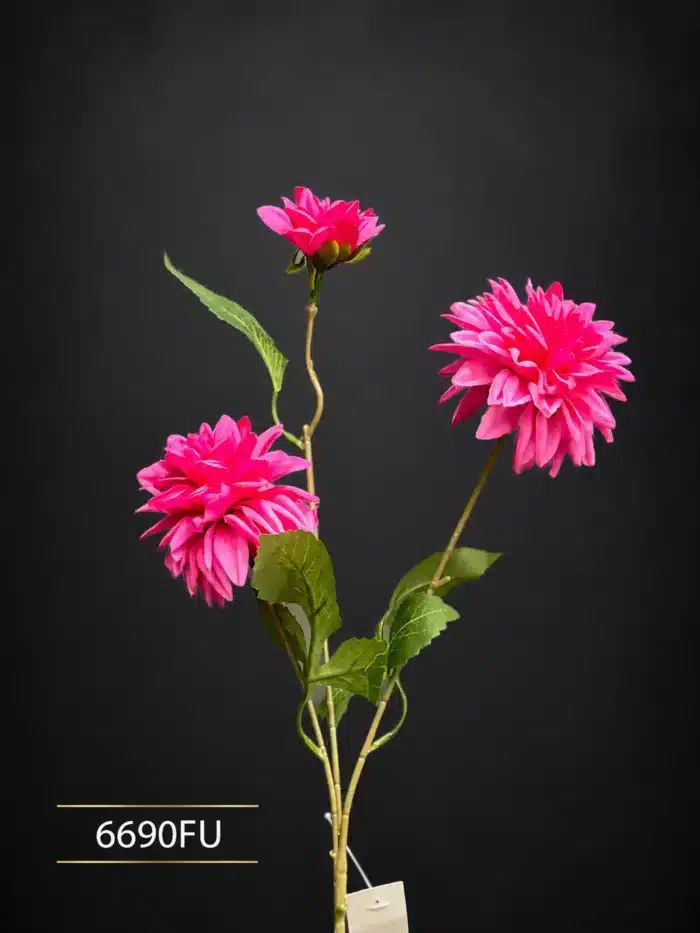 Dahlia 6690