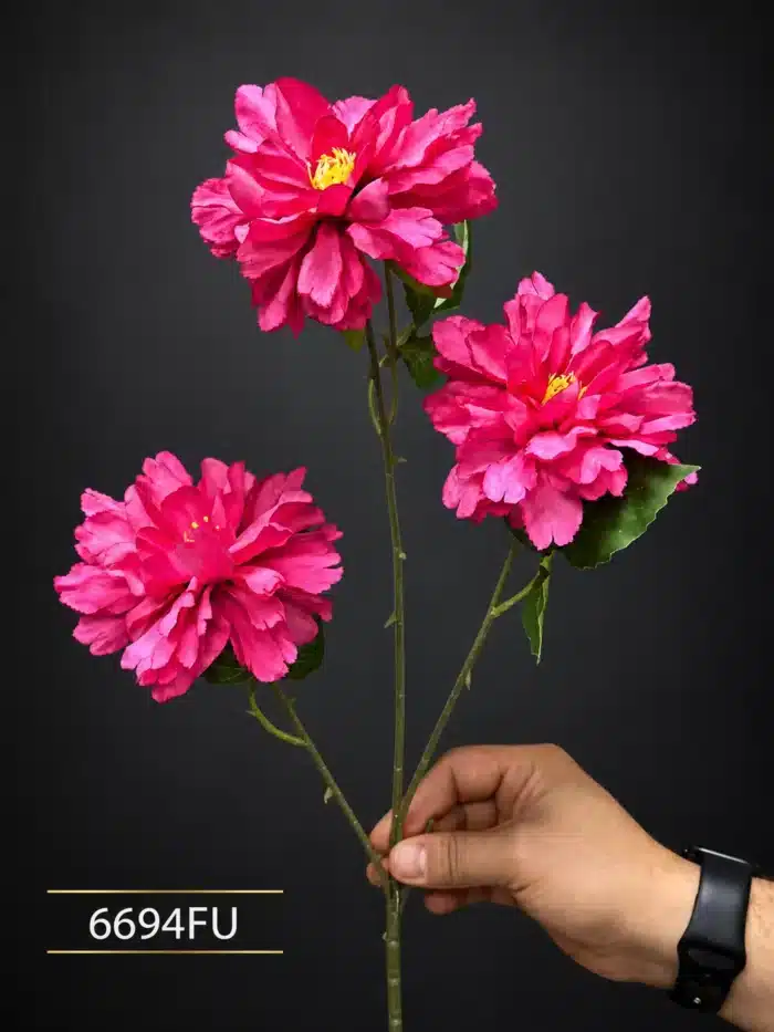 Peony 6694