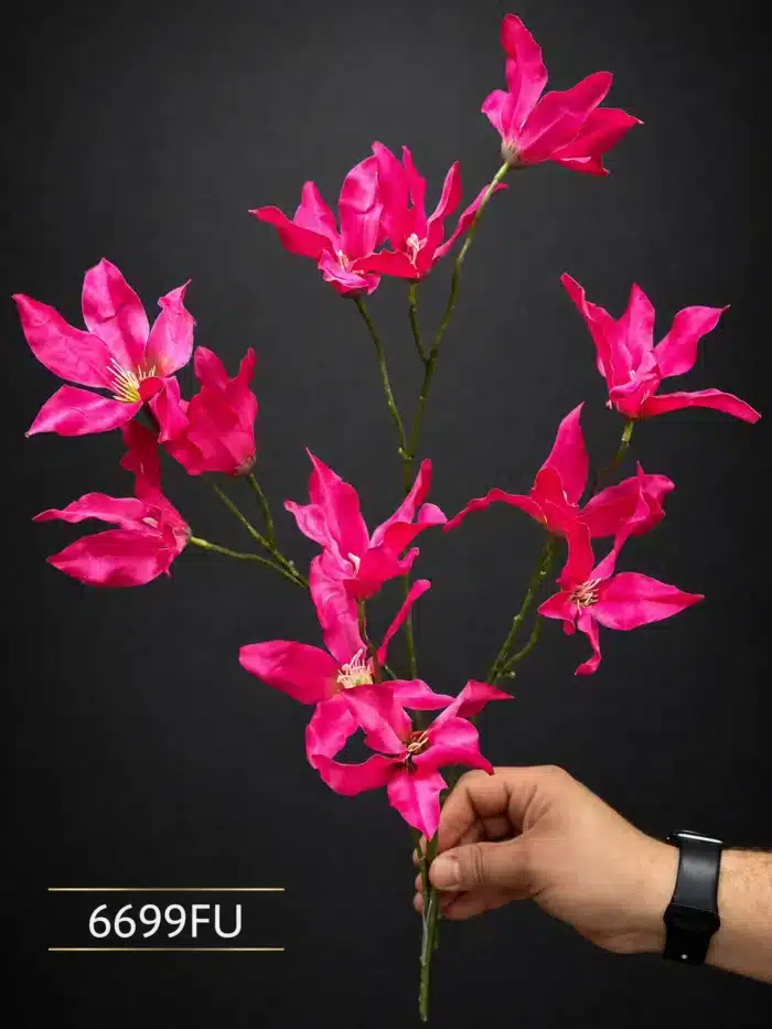 Clematis 6699