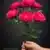 MA6725 Fuchsia