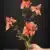 MA1212-2 Dark Orange