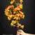 MA1617-24 Orange