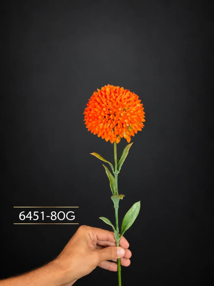 Allium 6451-8
