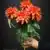 MA6724 Orange