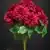 MA6724 Dark Red