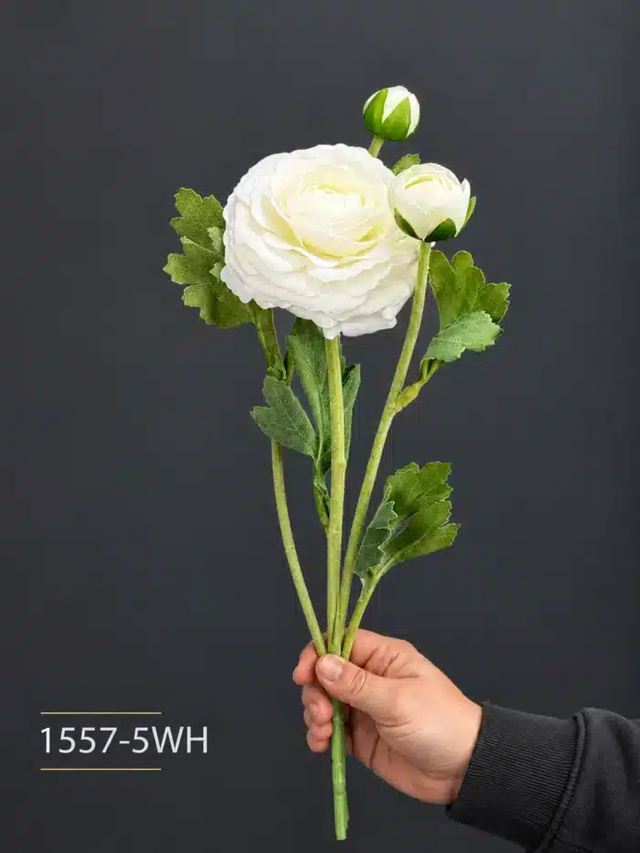 Ranunculus 1557-5