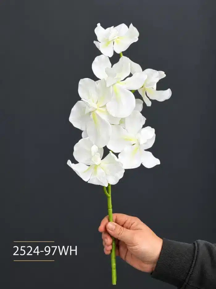 Orchid 2524-97