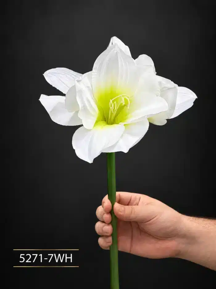 Amaryllis 5271-7