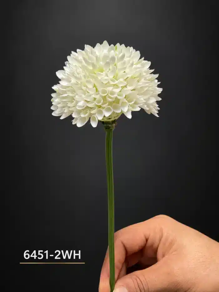 Allium 6451-2