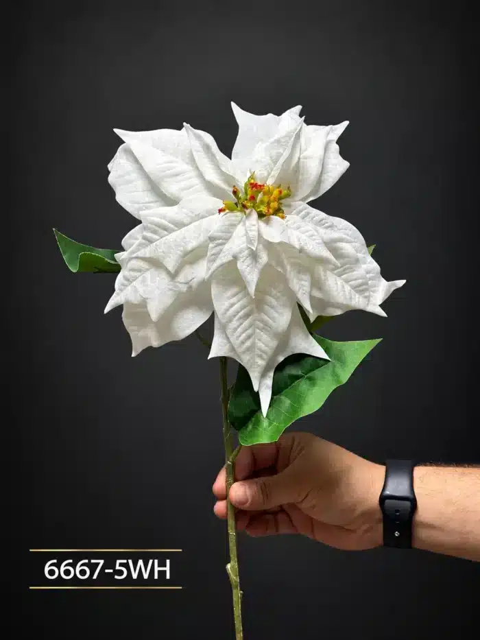 Poinsettia 6667-5