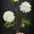 MA6690 White