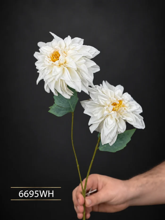 Dahlia 6695