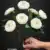 MA6725 White