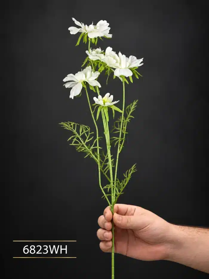 Cosmos Stem 6823