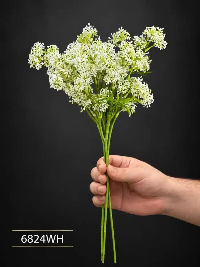 Queen Annes Lace 6824