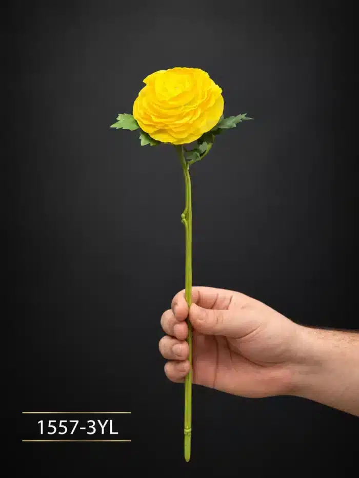 Ranunculus 1557-3