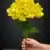 MA1740-34 Yellow